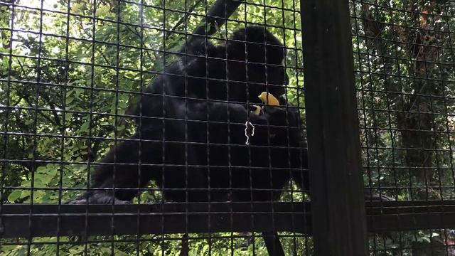 Шимпанзе устроили шоу и получили угощение! Тайган The chimpanzees put on a show! Taigan смотреть онлайн