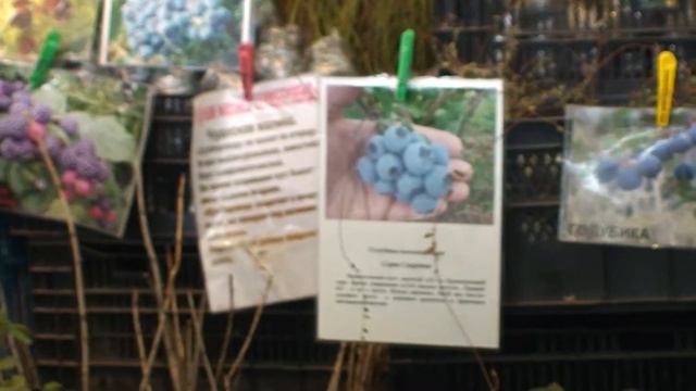 ДАЧА САД ЛАНДШАФТ МЕХАНИЗАЦИЯ - 2012 ВВЦ №65