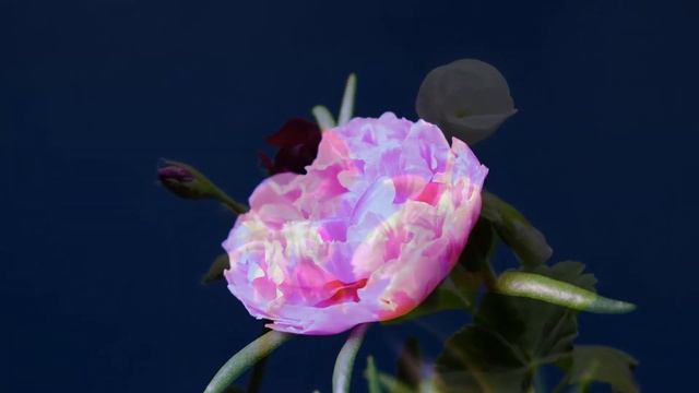 ? Waltz of the Flowers* Tchaikovsky ? Вальс Цветов *П.И.Чайковский смотреть онлайн