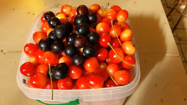 СМОРОДИНА ЧЕРНАЯ «ЯДРЕНАЯ» РАЗМЕРОМ с ВИШНЮ! ТопСад смотреть онлайн