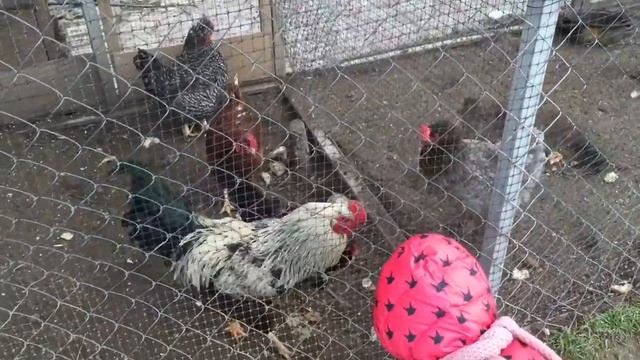Куры несушки, брама куры и цыплята, кормим кур хлебом смотреть онлайн