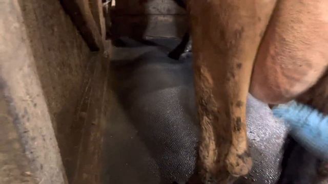 Идеальная щетка для мытья вымени у коровы! смотреть онлайн