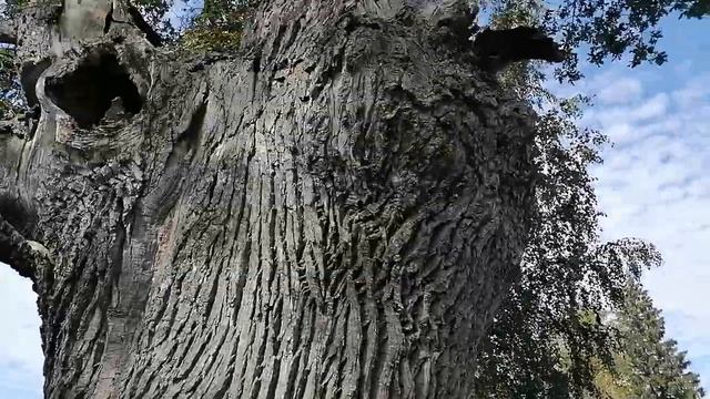 412 ЛЕТ ВЕКОВОЙ ДУБ смотреть онлайн