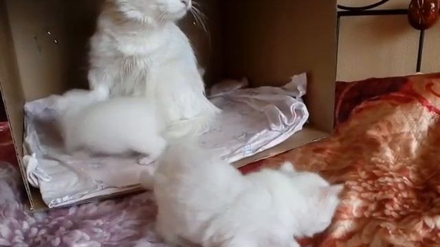 Девчонка ужасно не любит мыться! Посмотрите, что она делает ради того, чтобы не мыться! смотреть онлайн