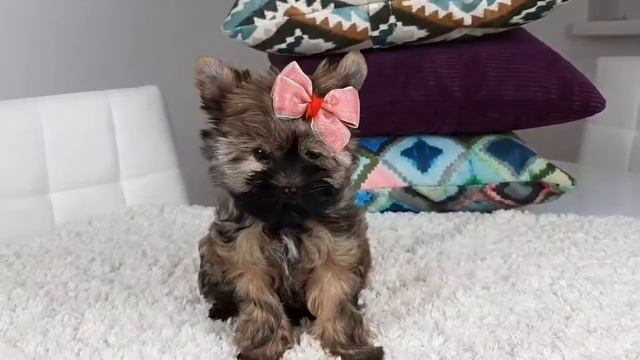 Йорк, цветные Йорки, 2,5м, супер короткий носик, Йорк ocean perl смотреть онлайн