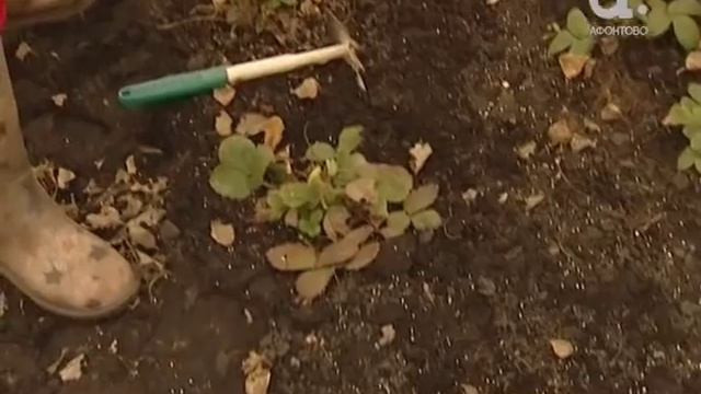 Голова садовая. Ремонтантная клубника в теплице смотреть онлайн