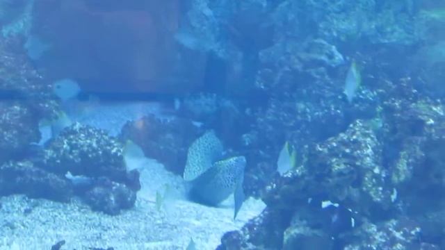 Опасная мурена Аквариум Караван Харьков Dangerous moray Aquarium Caravan Kharkov смотреть онлайн