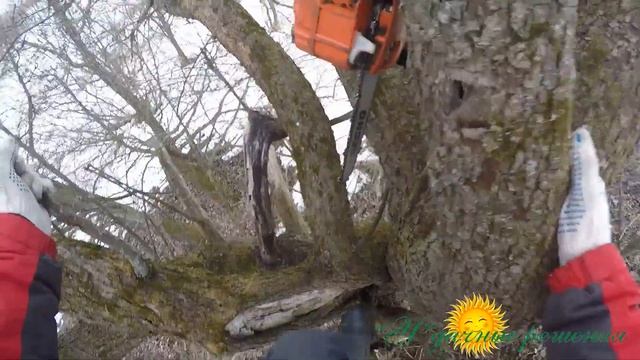 Обрезка старой яблони смотреть онлайн