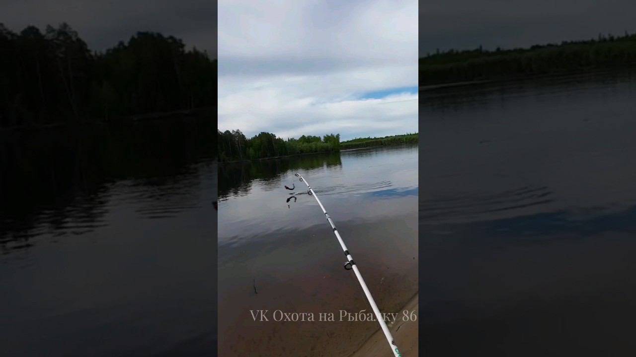 Щука на жерлицу летом #рыбалка #щука #fishing #pike #pikefishing смотреть онлайн