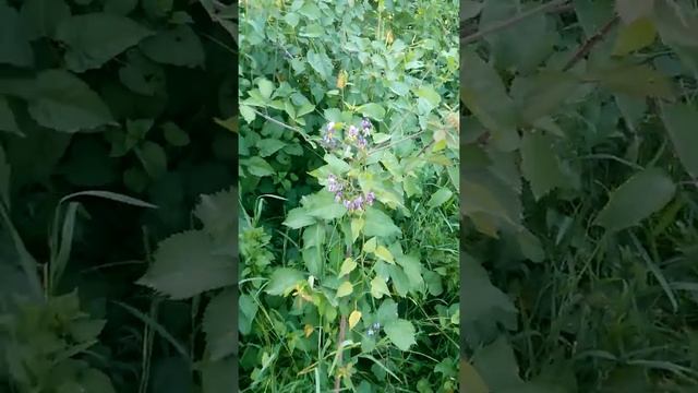 Solanum Dulcamara (Solanum Dulkamara) - Yaban Yasemini, Sofur смотреть онлайн