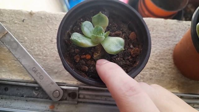 Echeveria Ice Green / Succulent Unboxing video #49 / Whilly смотреть онлайн