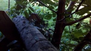 Дача. Королева вишня "Сеянец№1". Замеры ягоды вишни.08.07.2018.