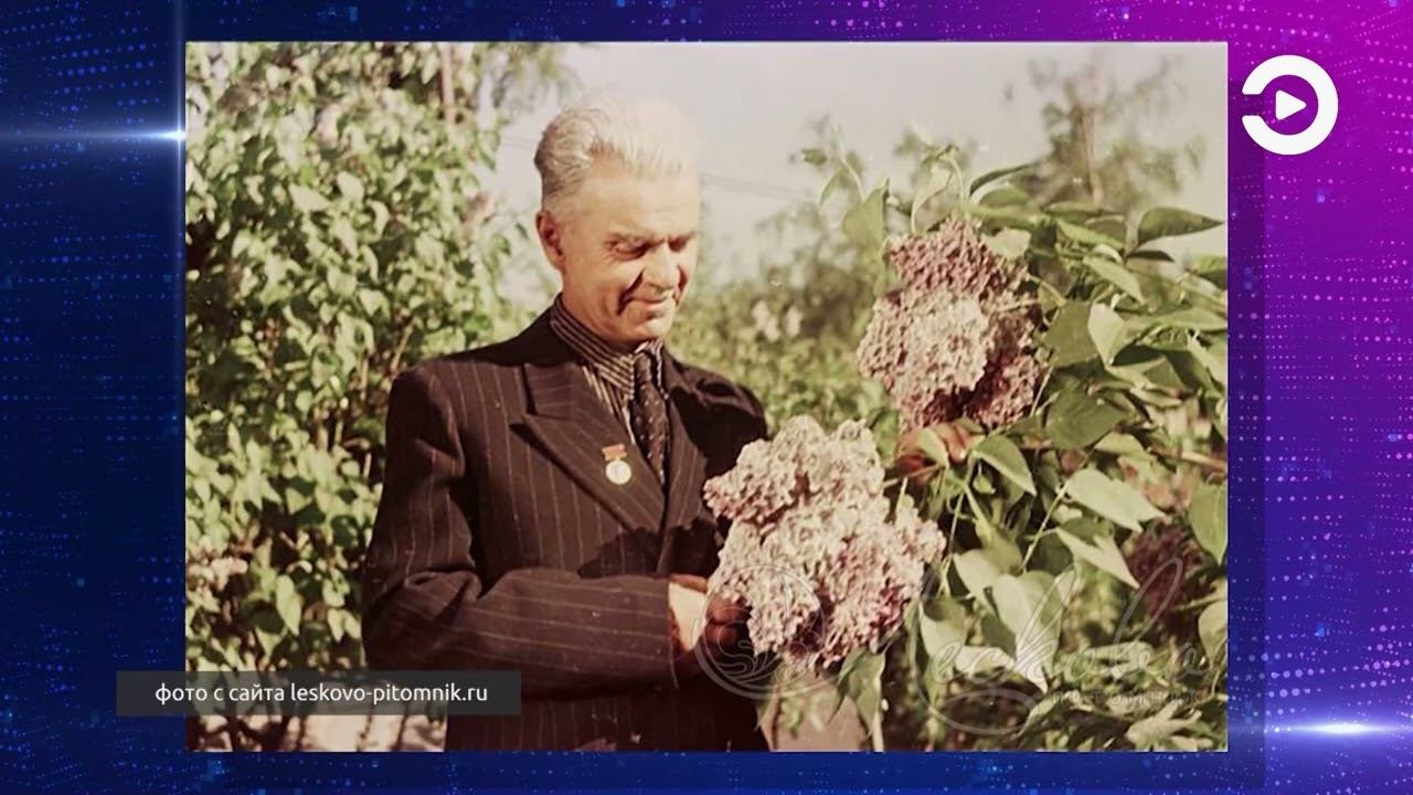 Сегодня отмечается Международный день сирени смотреть онлайн