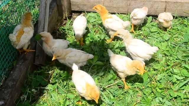 ЦВЕТНЫЕ ЦЫПЛЯТА, какие они на самом деле смотреть онлайн
