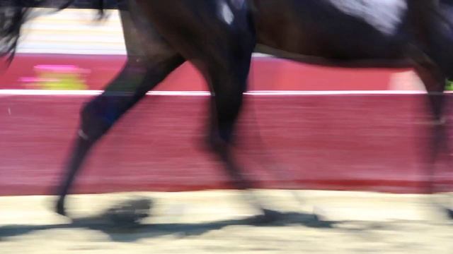 Если Вы хотите купить аутентичную испанскую лошадь... смотреть онлайн