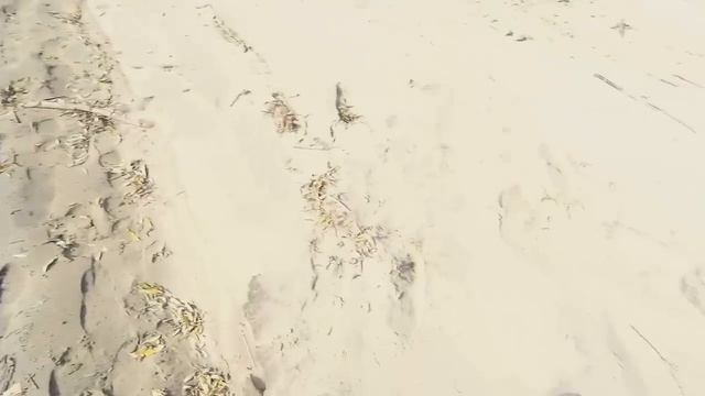 р. Обь. Рыбачим. Скромно...но поймали. смотреть онлайн