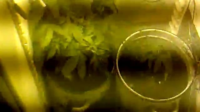 Гроубокс (Growbox) из холодильника смотреть онлайн