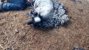 Стрижка овец .