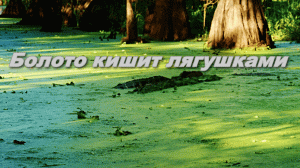 Болото кишит лягушками