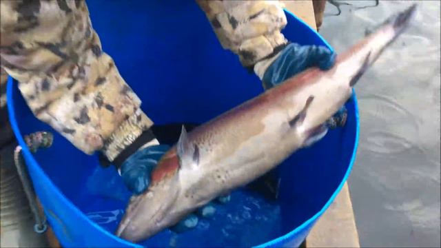 Рыбалка в Подмосковье и Москве(зимняя,летняя)05.11.17 смотреть онлайн