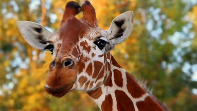 Самое высокое животное на планете. смотреть онлайн