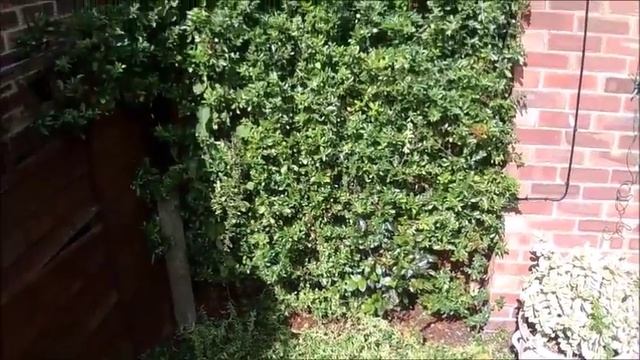 PYRACANTHA смотреть онлайн