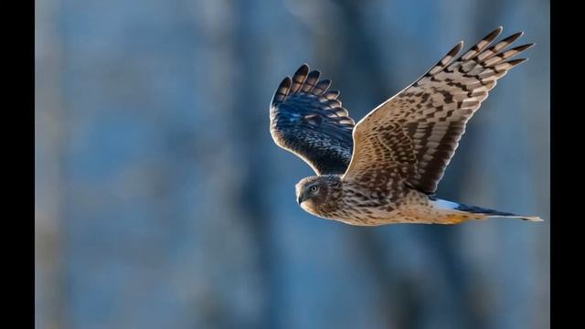 Хищная птица Сокол / Факты о Соколах / Самый быстрый хищник из пернатых. смотреть онлайн