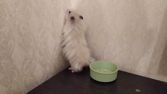 МНЕ НЕ ДАЮТ ЗАВЕСТИ ПИТОМЦА смотреть онлайн