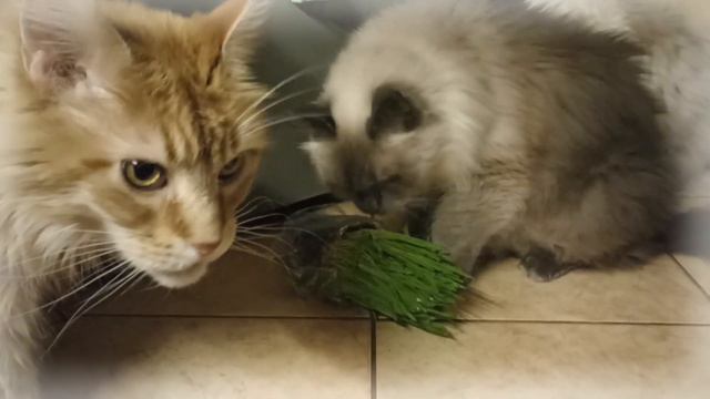 Траву едят, а молоко не дают... (2023) смотреть онлайн