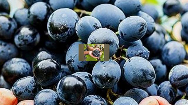 Узумнинг Фойдаси Хакида Пайгамбаримиз Нималар Деганини Биласизми ??? смотреть онлайн