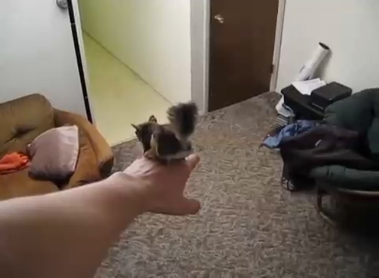 Домашняя белка-летяга