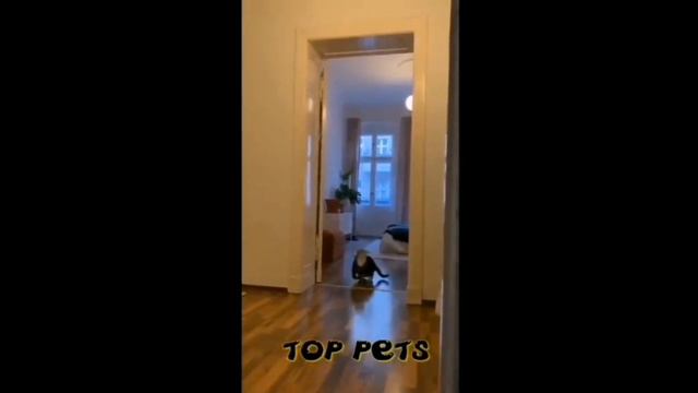 смешные животные | Посмотри, не пожалеешь | Подборка видео с животными | Приколы с животными смотреть онлайн