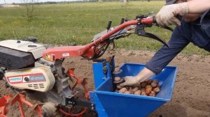 Посадка картофеля картофелесажалкой с мотоблоком.