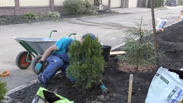 Туя ,посадка.