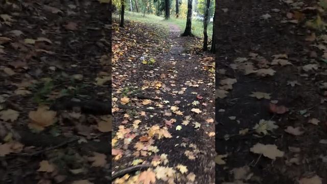Прогулка в осеннем лесу после небольшой уборки, гриб чага, птичка говорит "спасибо":) смотреть онлайн
