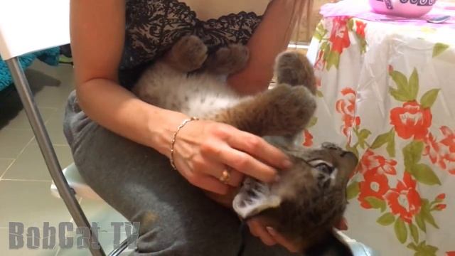 ГРОМКОЕ УРЧАНИЕ РЫСИ смотреть онлайн