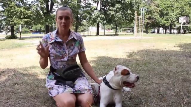 Топ полезных советов, если собаку укачивает в машине. Что делать и как перевозить собаку? смотреть онлайн