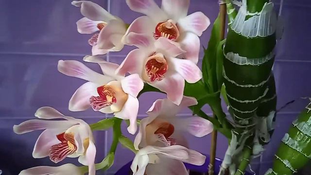 6.Орхидея Хизис