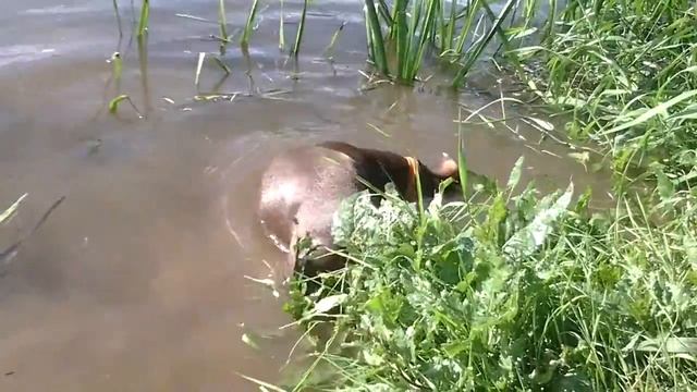 Такса - водолаз смотреть онлайн