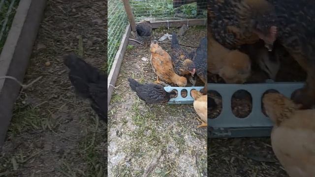 Мешенка для бройлеров. Кормление птицы. Рецепт мешенки. #sorts #семейныйканал #куры #рекомендации