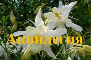 Аквилегия