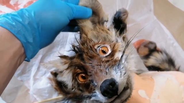 Таксидермия. Чучело Лисы! смотреть онлайн