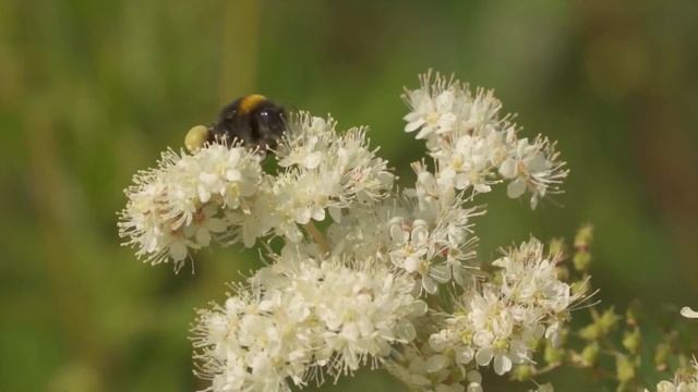 Красивые цветы на даче, в природе и музыка для души (музыка цветов) смотреть онлайн