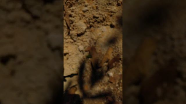 JBL flip 3 se Bass test смотреть онлайн