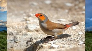 Оранжевощекий астрильд- что это за птица