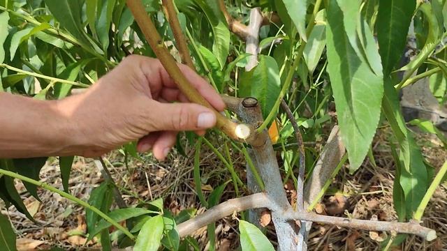 Самый простой способ замены сорта дерева. Окулировка. смотреть онлайн