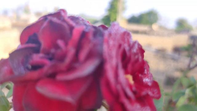 Black Baccara Rose flower смотреть онлайн