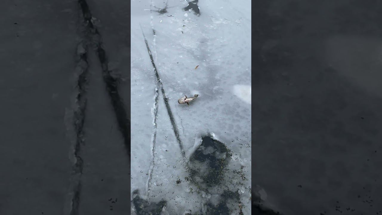 Ротан в углу #ротан #первыйлёд смотреть онлайн