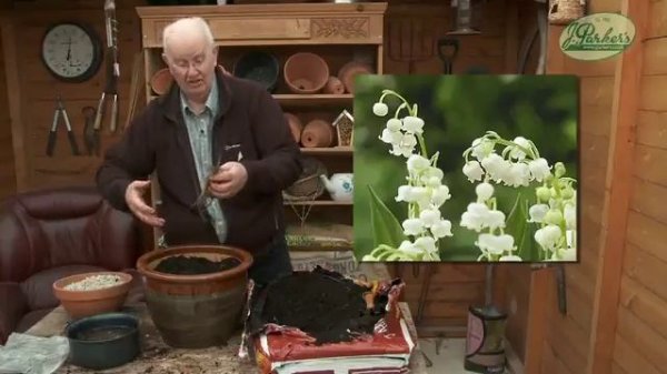 How to Plant Lily of the Valley: Spring Garden Guide
