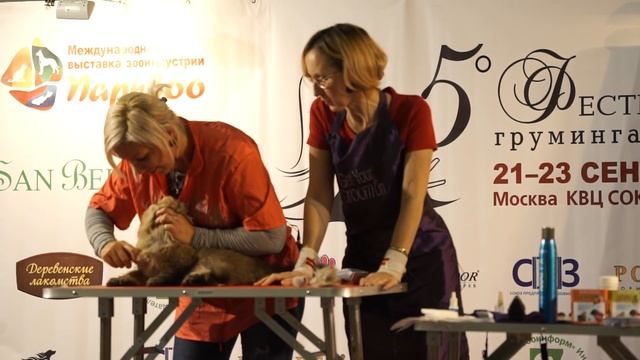 Груминг кошки смотреть онлайн